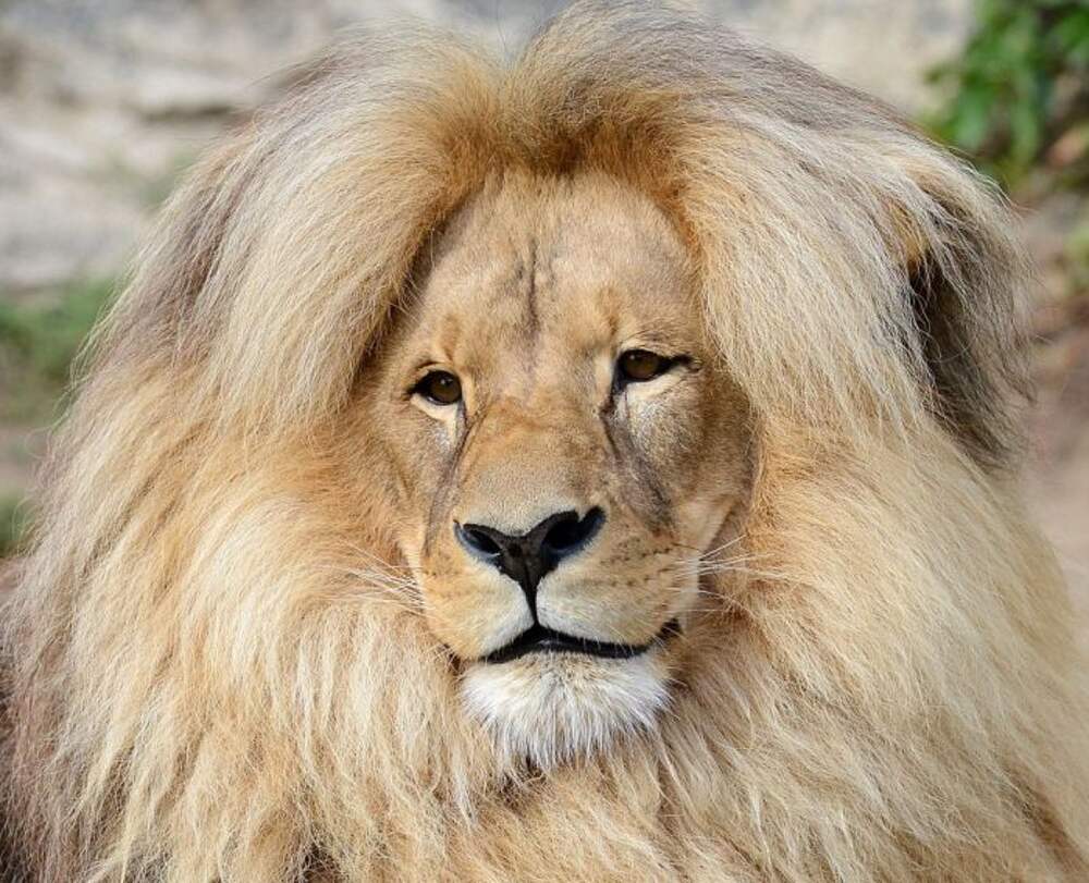 Мальчик с волосами как у льва