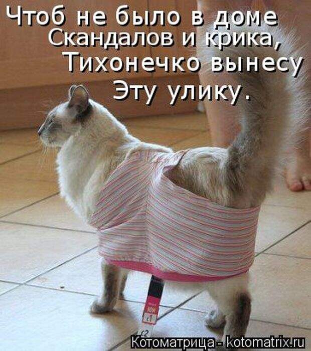 Лучшие котоматрицы недели (50 фото)