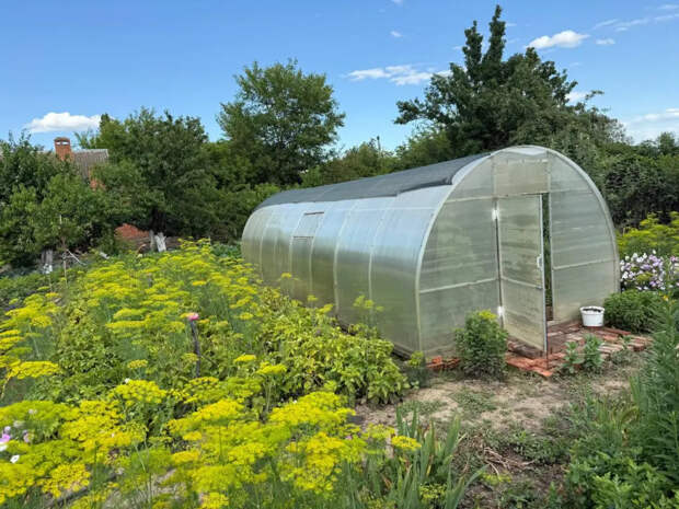 Рвала с корнем, а оказалось — зря: один сорняк, который заставит паутинного клеща обходить вашу теплицу за километр