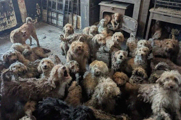 Зоозащитники спасли 250 истощенных собак из британского дома