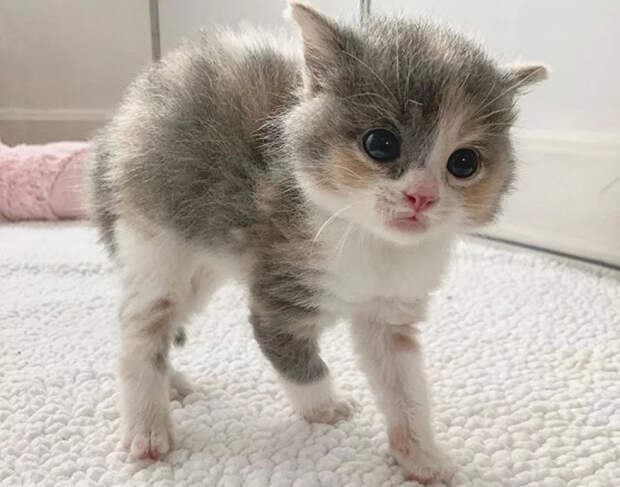 Без кота и жизнь не та