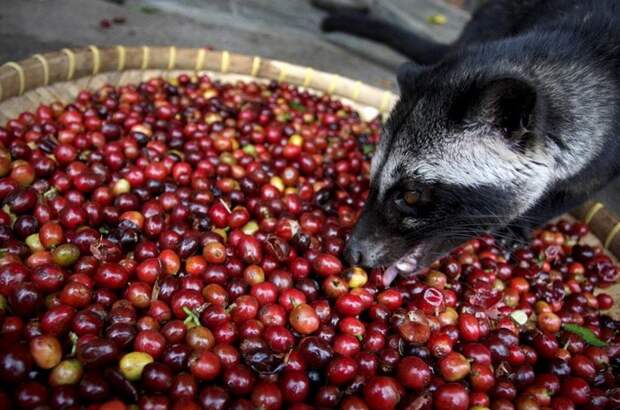 Kopi Luwak Как делают Kopi Luwak