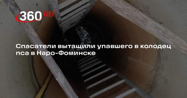 Спасатели вытащили упавшего в колодец пса в Наро-Фоминске