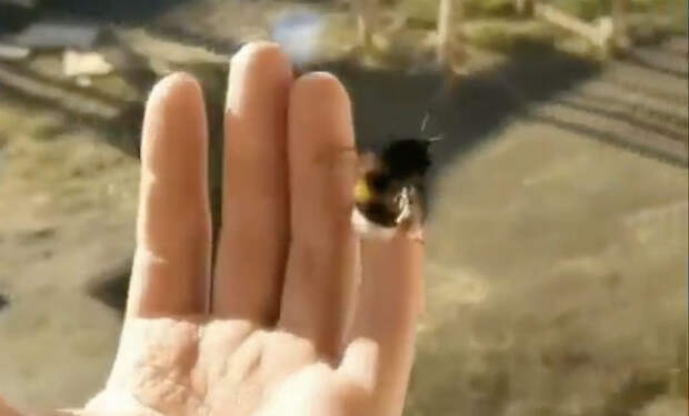Пчела прилетела к человеку за помощью