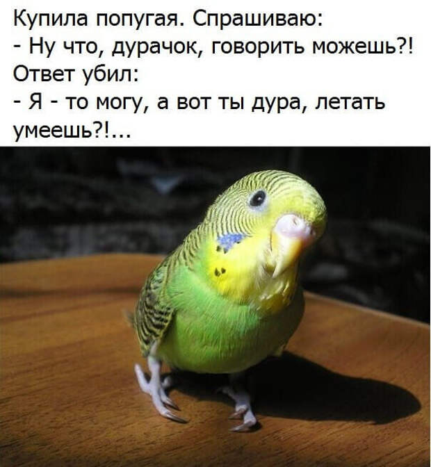 Возможно, это изображение (птица и текст «купила попугая. спрашиваю: -ну что, дурачок, говорить можешь?! ответ убил: -я- то могу, a вот ты дура, летать умеешь?!...»)
