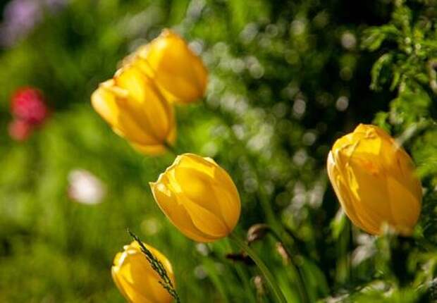 Краснодар обогнал календарь на полмесяца: синоптик Леус пообещал солнце и тепло в ближайшие дни