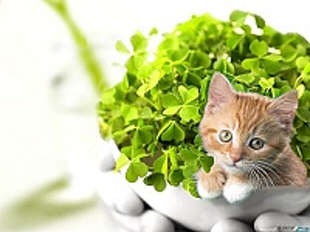 Кошки и Котята 11
