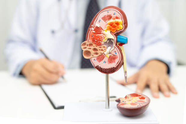 В НовГУ выяснили, как застой желчи разрушает лимфосистему почек