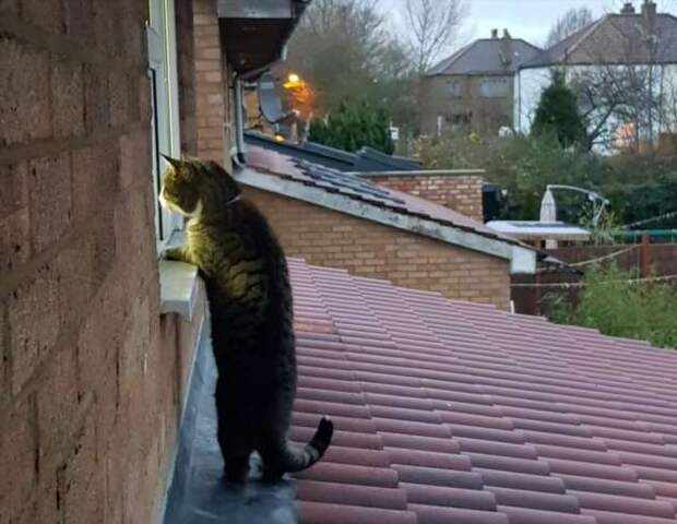 20 наглых пушистых морд, которые понятия не имеют, что такое нормы приличия