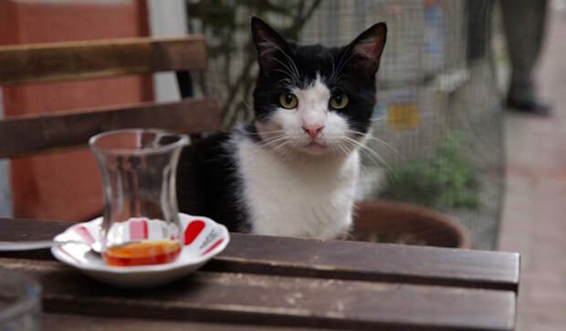 КОТстантинополь кино, кошки, стамбул
