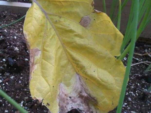 листья перца желтые