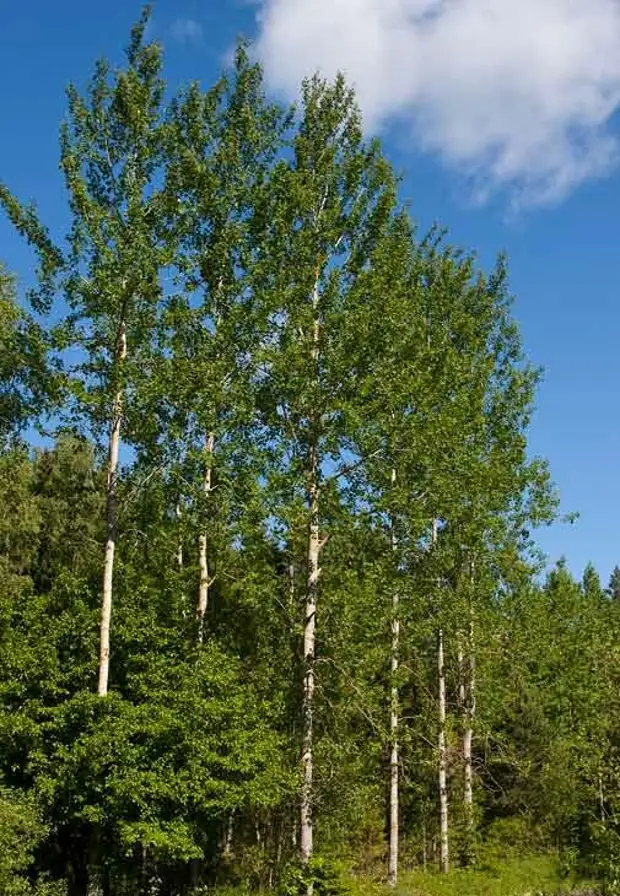 Осина обыкновенная. Осина обыкновенная (Populus tremula). Осина Сибирская. Тополь дрожащий осина. Осина Якутская.