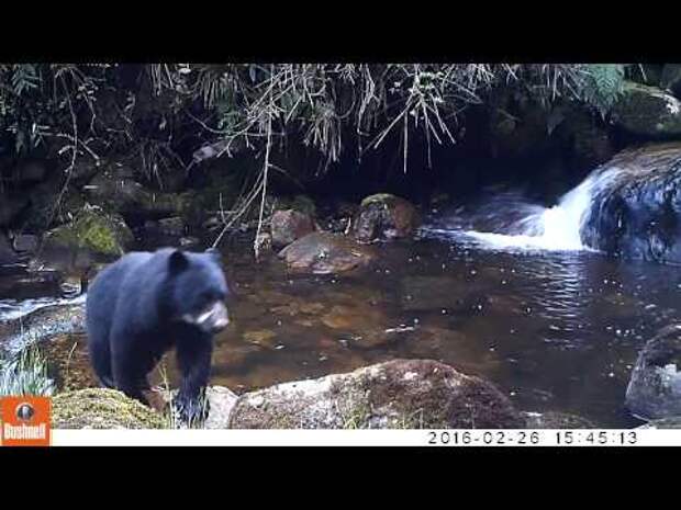 Картинки по запросу трусливый медвежонок прославился на YouTube