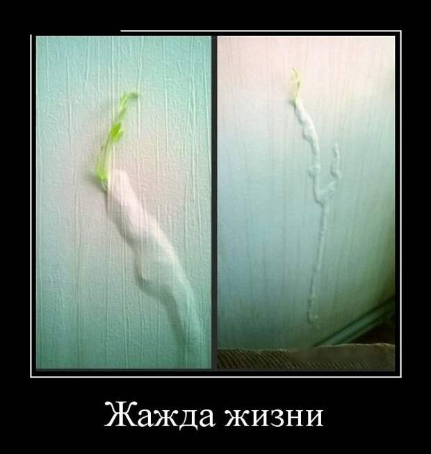 Смешные демотиваторы для настроения (10 фото)