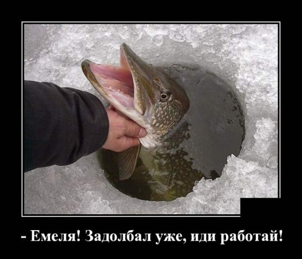 Демотиваторы (30 фото)