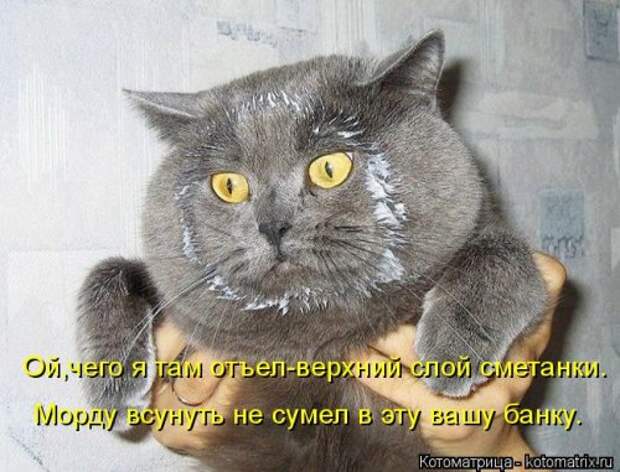 Свежая котоматрица для настроения (32 фото)