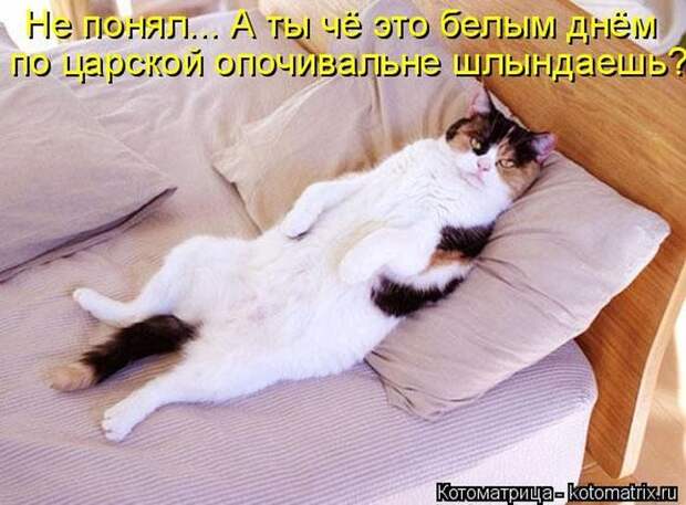 Лучшие котоматрицы недели