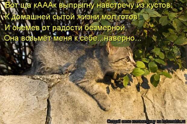 Кошатина да псятинка позитивная, этакая забавная, с надписями, очень много на выходные