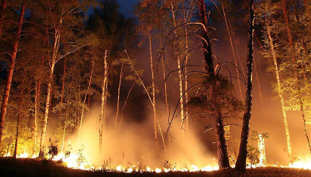 Лесной пожар потушили в Балашихе