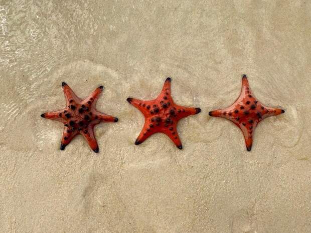 Морские звёзды бывают не только пятиконечные