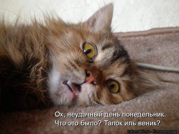 Ох, неудачный день понедельник. Что это было? Тапок иль веник?