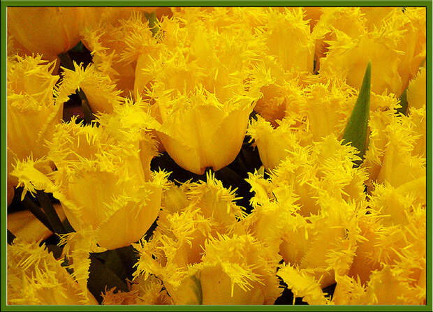 1265120500_43278362_zhivi_fd__nik_jv_fd_vesennie (699x504, 239Kb)