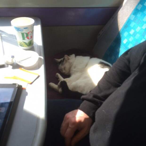 Эта кошка любит вздремнуть по пути на работу, но она никогда не опаздывает животные, коты, прикол