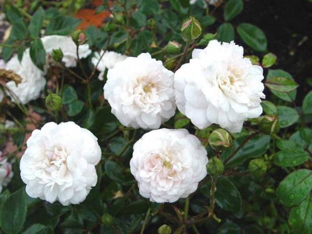 Сорт полиантовых роз Little White Pet (Литл Вайт Пет)