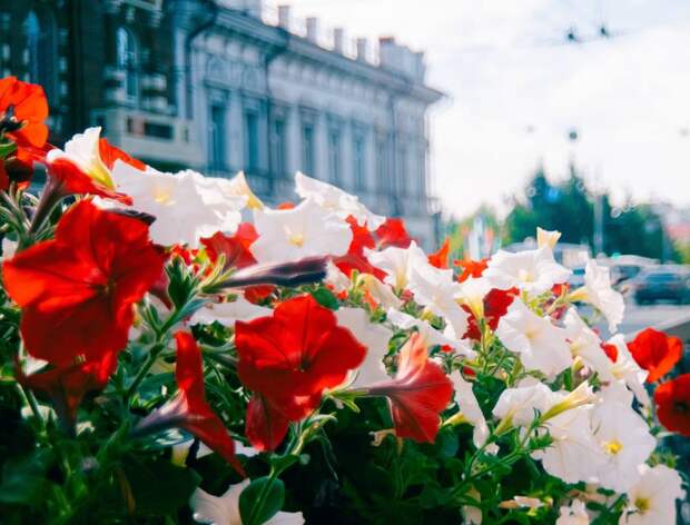 Томск начинают украшать цветами и зеленью