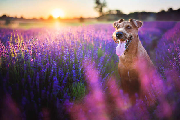 30 фотографий с фиолетовым настроением