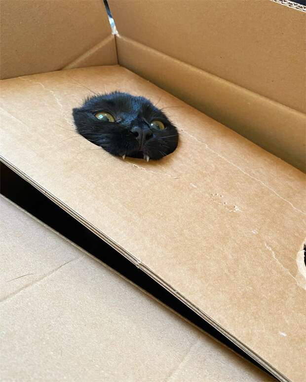 20 фотографий котов, которые решили показать всем свои зубы, но вызвали не страх, а только умиление