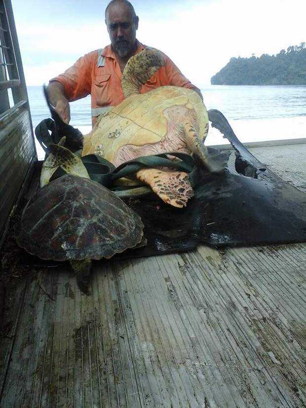 Мужчина покупает черепах на продовольственном рынке и отпускает их обратно в море  (5 фото)