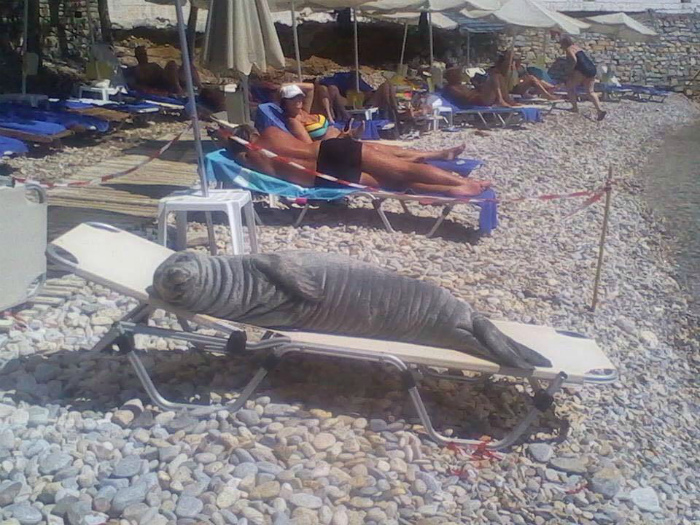 17 уморительных ситуаций, которые удалось запечатлеть на пляжах разных уголков мира