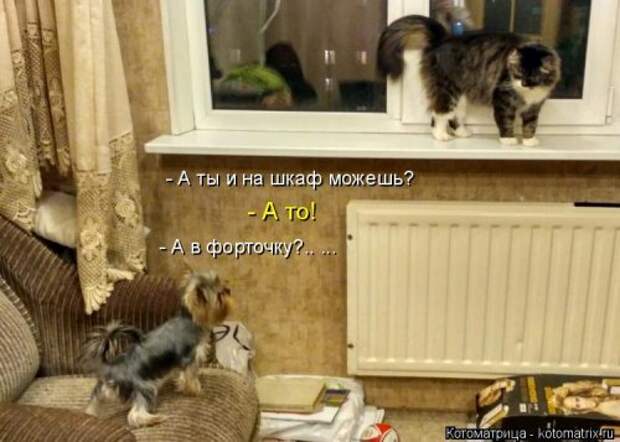 Новая котоматрица на Бугаге (44 фото)