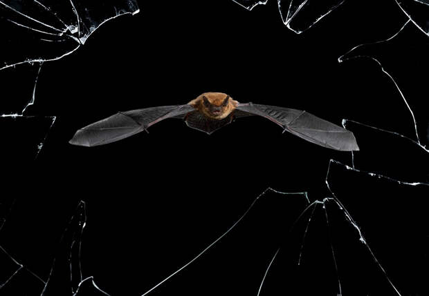 wildlife-photographer-of-the-year-2016-national-history-museum-7-57c824be06b87__880