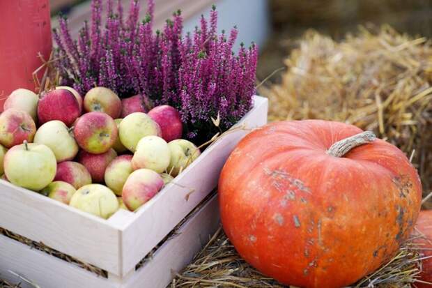 Рецепт яблочного пирога: постное блюдо из 9 ингредиентов