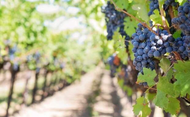Ученые расшифруют геном дрожжей, подходящих для изготовления крымских вин