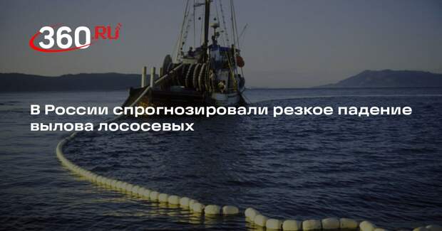 Росрыболовство: вылов лососевых упадет на 85,5-105,5 тысячи тонн в 2026 году