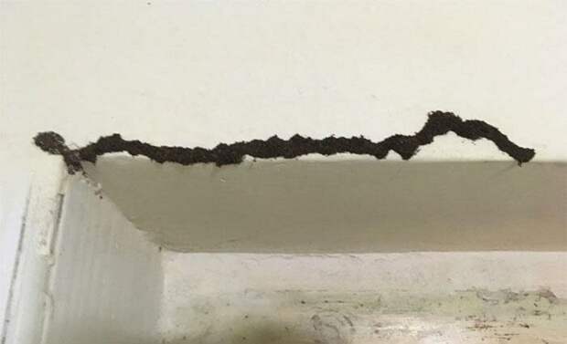 Что это за черная штука появившаяся на стенах ванной комнаты моего хостела? Это есть почти в каждом углу видео, загадка, интересно, интернет, люди, объяснение, помощь, фото