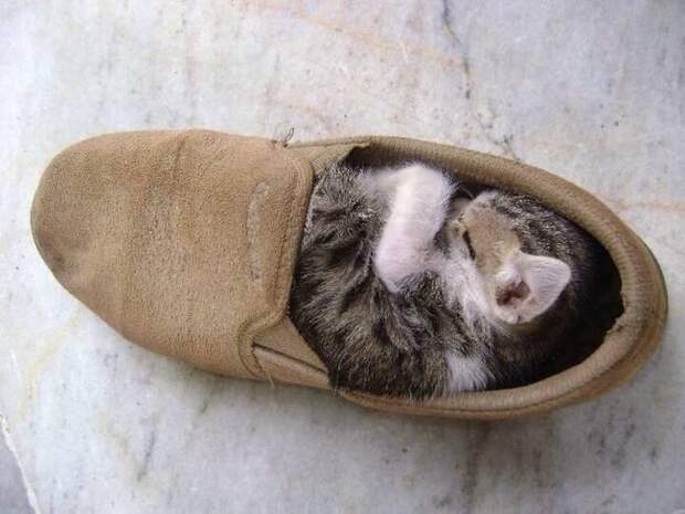 Кошки и обувь (21 фото)