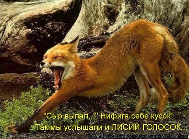 Лучшие котоматрицы недели (50 фото)