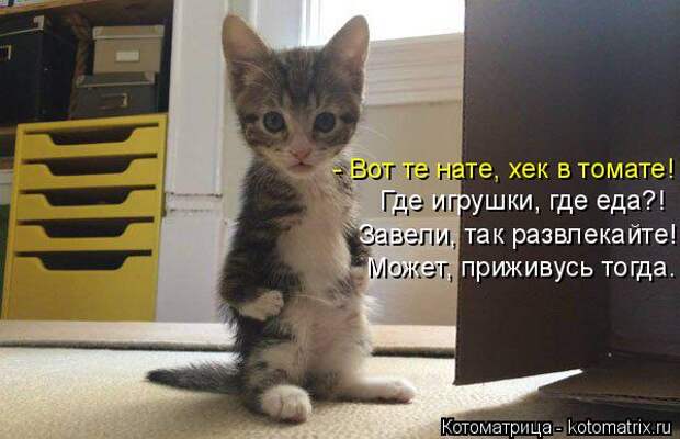 Котоматрица: - Вот те нате, хек в томате! Где игрушки, где еда?! Завели, так развлекайте! Может, приживусь тогда.