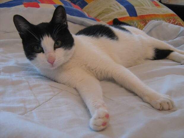 Картинки по запросу фото спасенного черно-белого кота