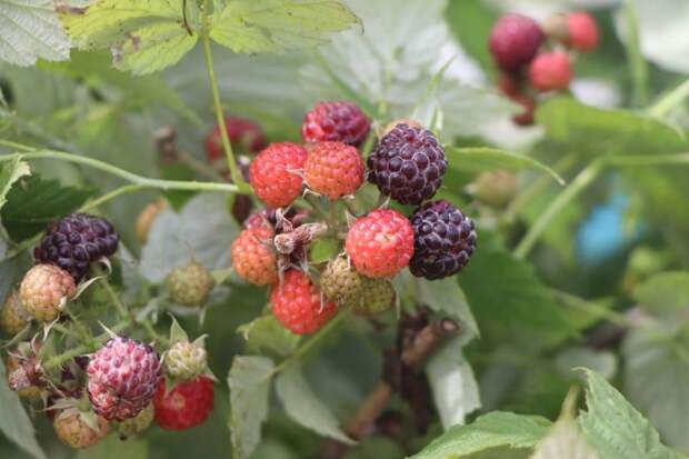 Малина зимой: чем подкормить кусты в ноябре для богатого урожая летом