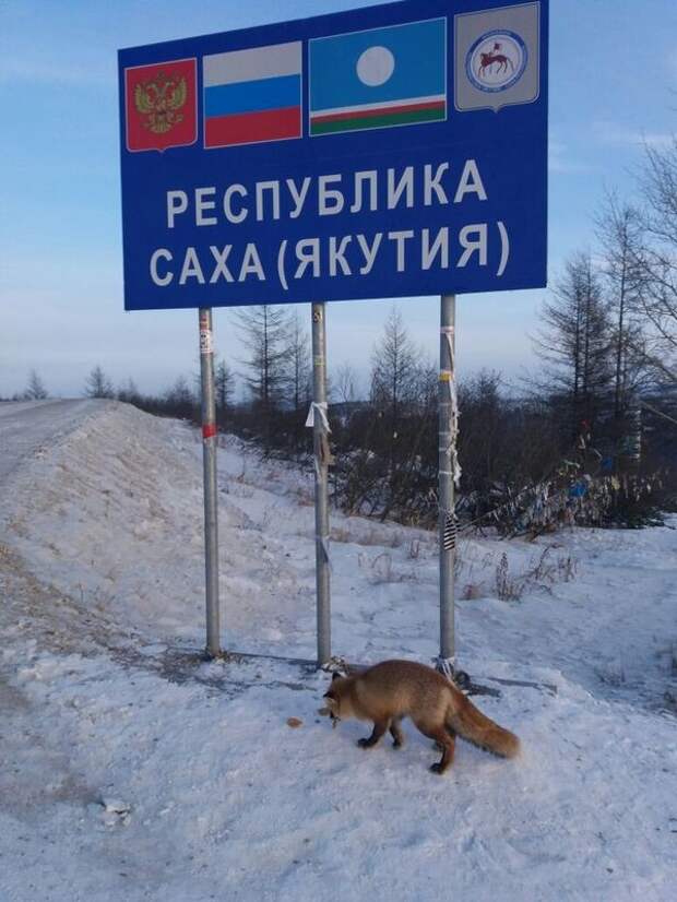 Красота и самобытность Якутии, которая сводит с ума прикол, саха, юмор, якутия