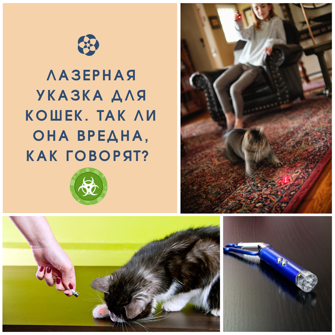 Лазерная указка для кошек. Так ли она вредна, как говорят?