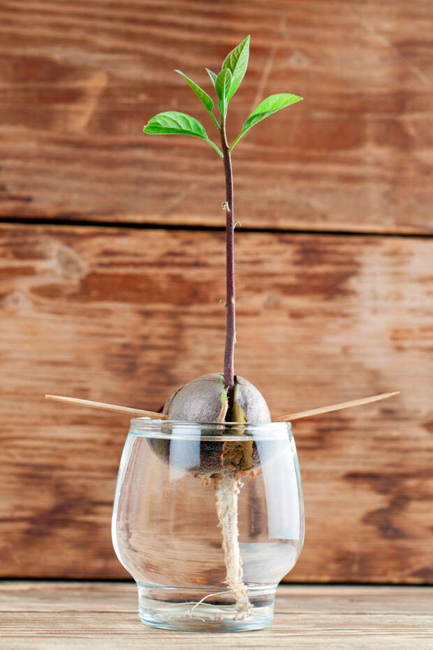 Экзотический огород прямо на вашем окне: как самостоятельно взрастить авокадо