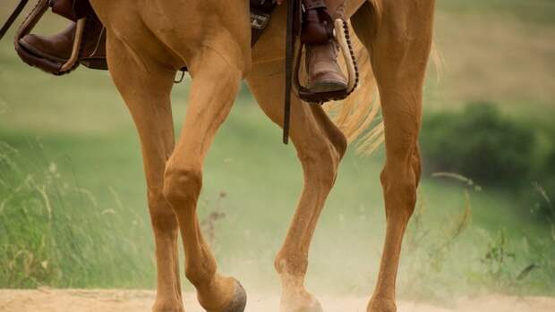 Лошадь усыпили после столкновения с легковым авто на трассе в Башкирии