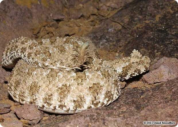 Ложнорогатая гадюка Pseudocerastes urarachnoides