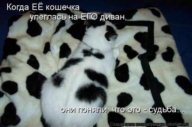 Лучшие котоматрицы недели Лучшие котоматрицы недели